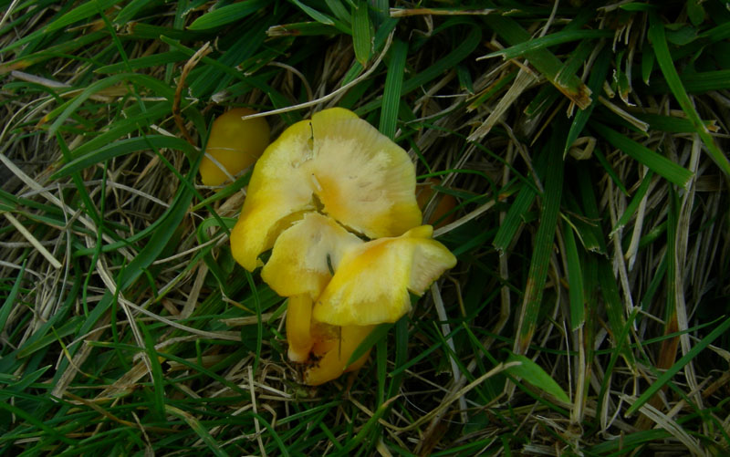 q. 1850...fungo giallo (cfr. Hygrocybe chlorophana/ceracea)