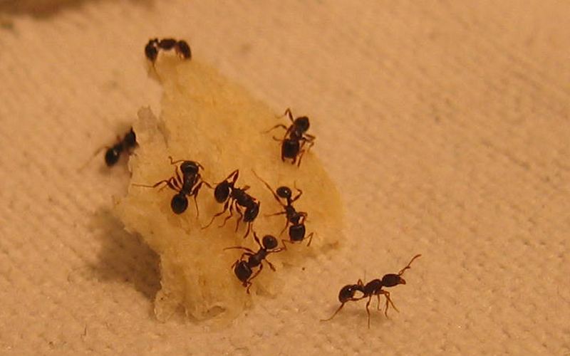 formiche: Tetramorium sp- (Formicidae)