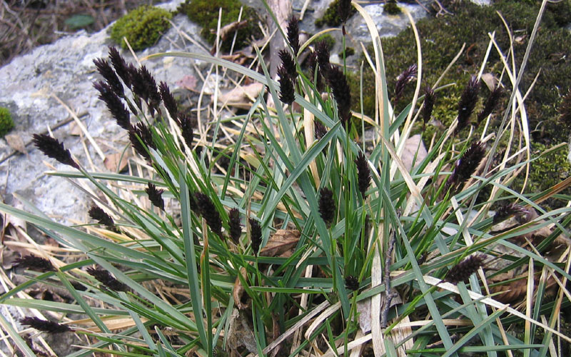 Sesleria sp.