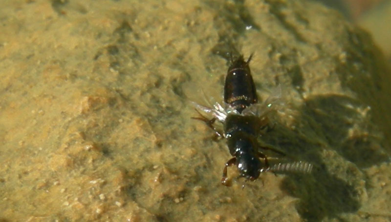 caduto in acqua.....salvato