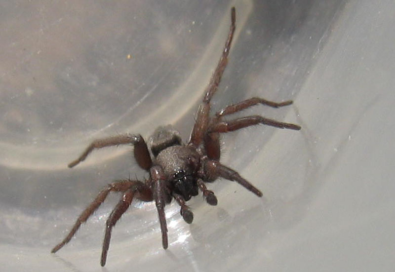 Scotophaeus sp.