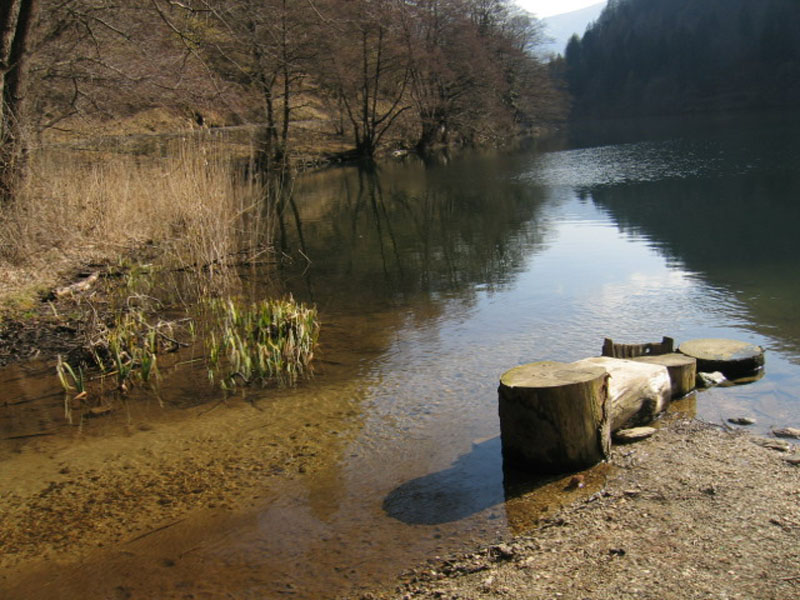 Leuctra sp. (dal Trentino)