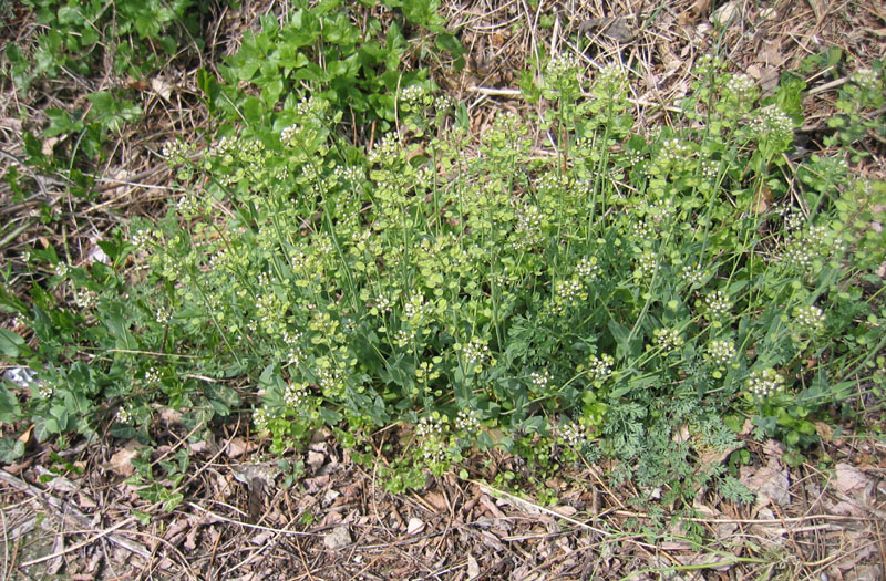 Microthlaspi perfoliatum (=Thlaspi perfoliatum ) / Erba storna perfogliata