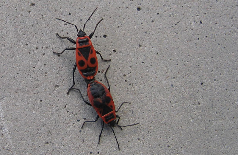 coppia differente ?.........Pyrrhocoris