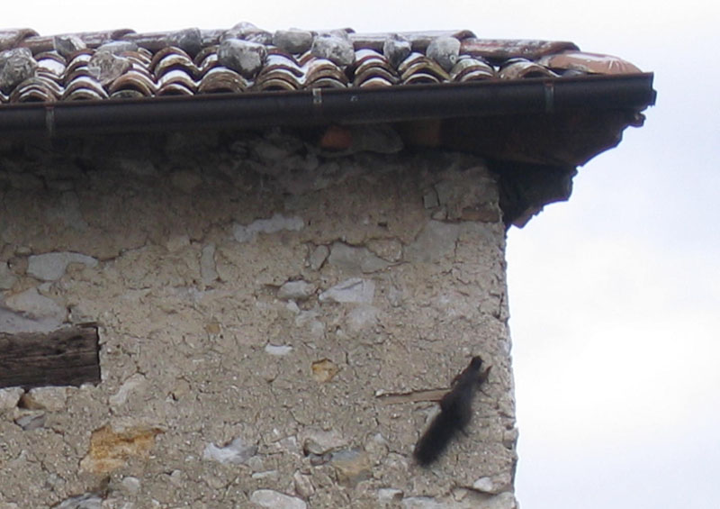 Castelli,Torri e Palazzi.....del Trentino