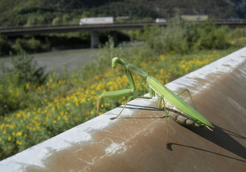 Mantodea.....lungo il Fiume Adige