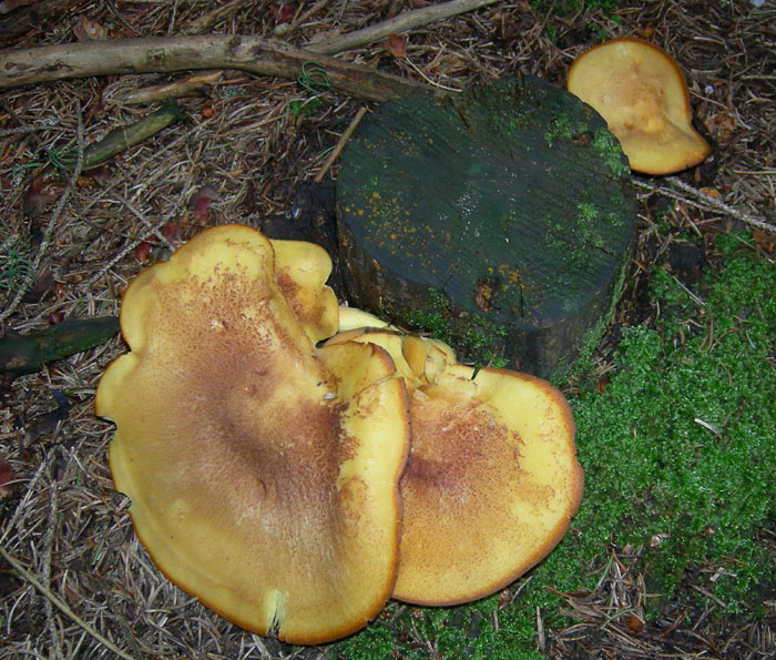 Tricholomopsis - Monte Bondone (TN).