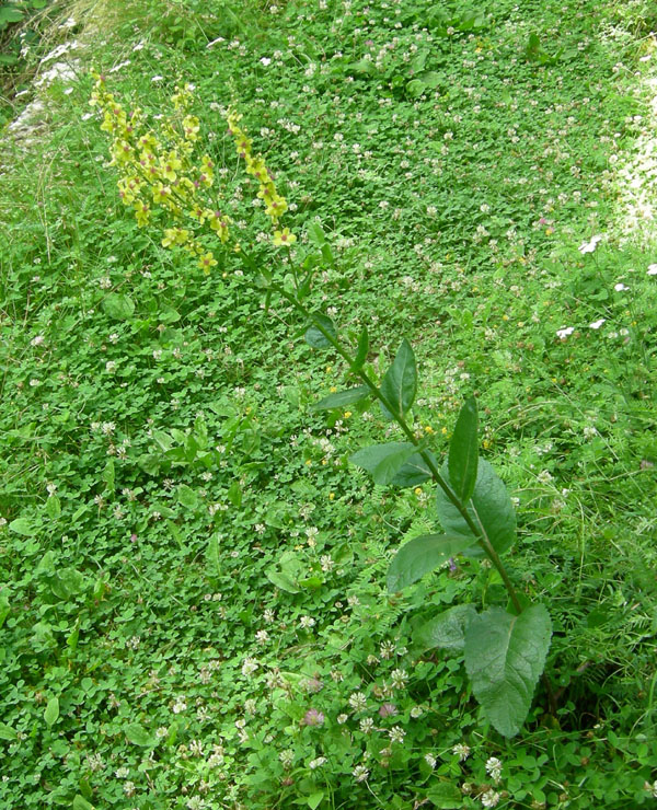 Verbascum chaixii / Verbasco di Chaix