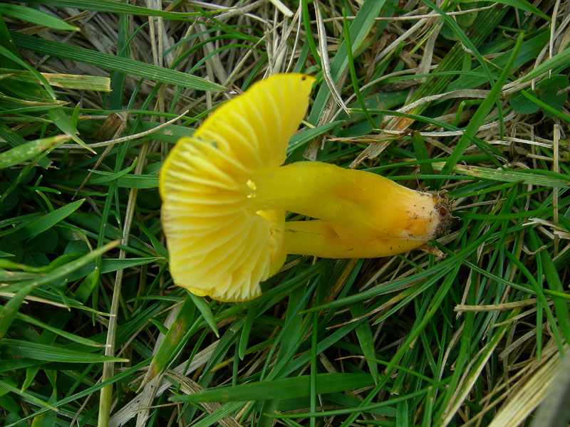 q. 1850...fungo giallo (cfr. Hygrocybe chlorophana/ceracea)