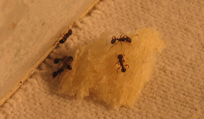 formiche: Tetramorium sp- (Formicidae)