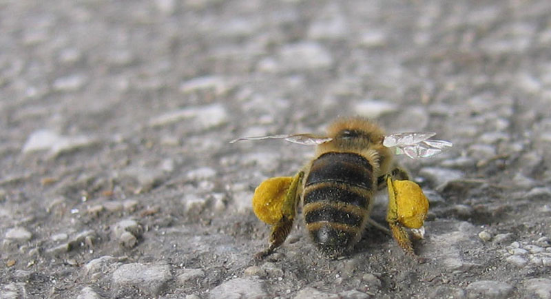 Apis mellifera: inizia la primavera anche in Trentino ?