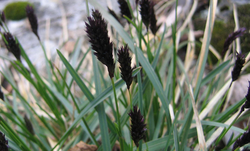 Sesleria sp.