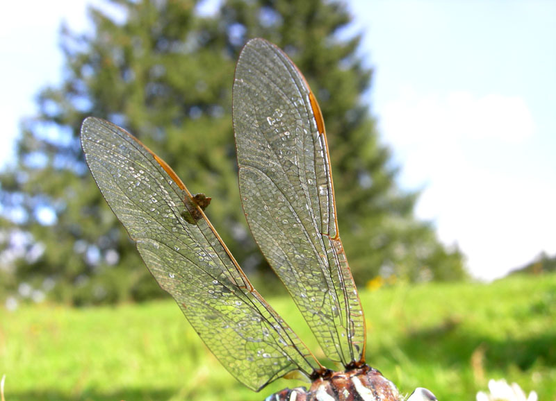 salvataggio libellula: Aeshna juncea.....Trentino/Veneto