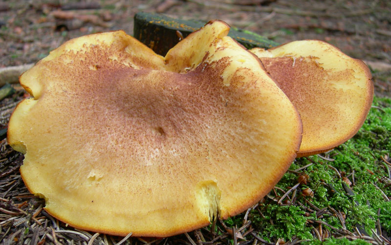 Tricholomopsis - Monte Bondone (TN).