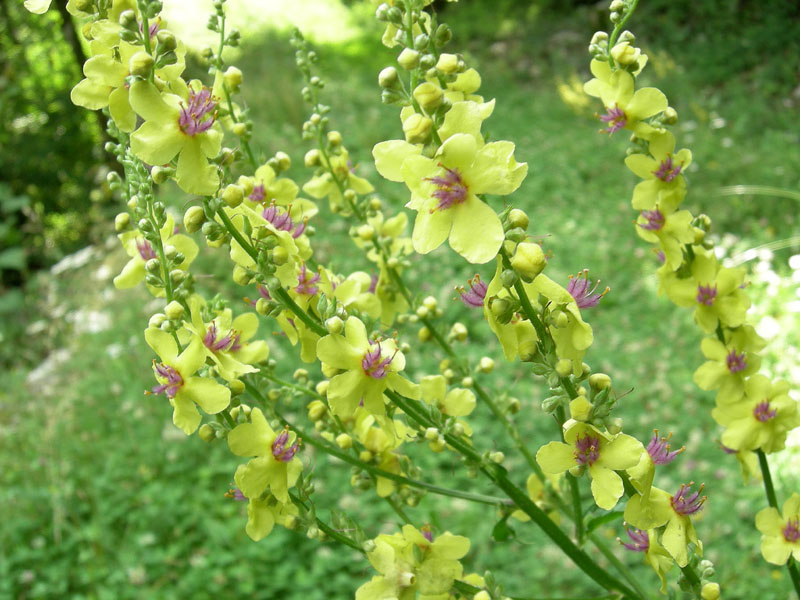 Verbascum chaixii / Verbasco di Chaix