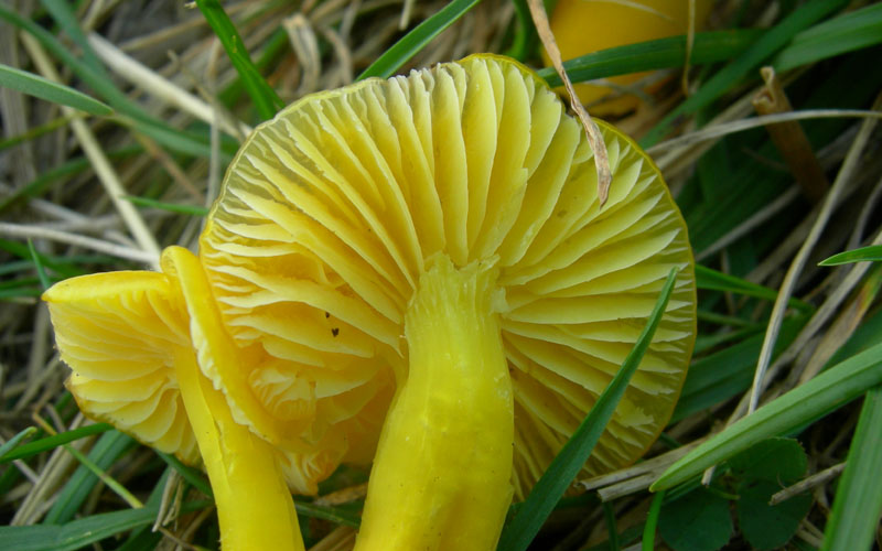 q. 1850...fungo giallo (cfr. Hygrocybe chlorophana/ceracea)