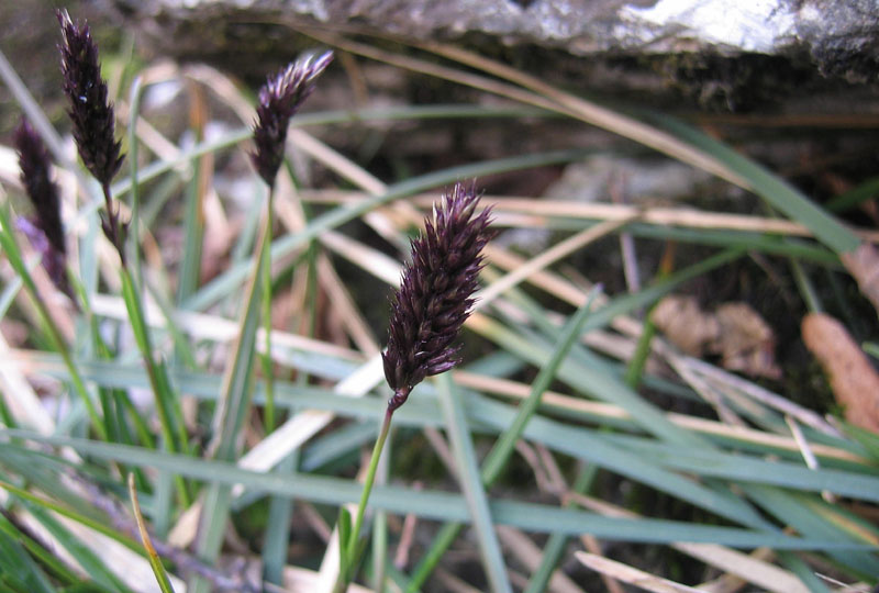 Sesleria sp.