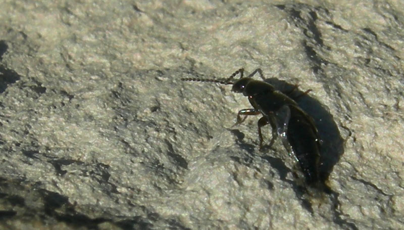 caduto in acqua.....salvato