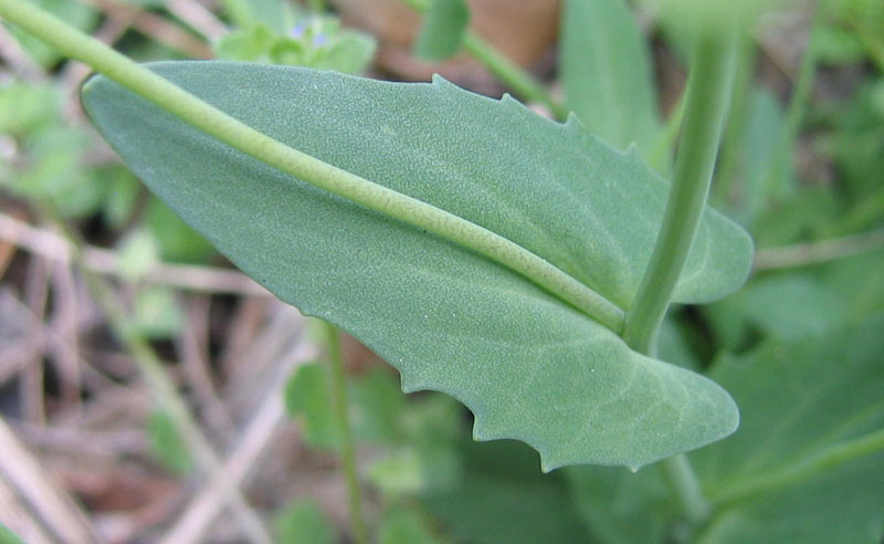 Microthlaspi perfoliatum (=Thlaspi perfoliatum ) / Erba storna perfogliata