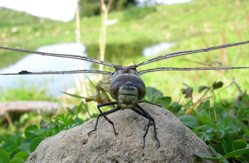 salvataggio libellula: Aeshna juncea.....Trentino/Veneto