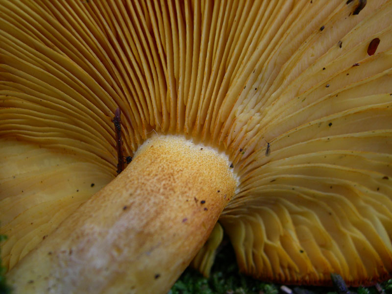 Tricholomopsis - Monte Bondone (TN).