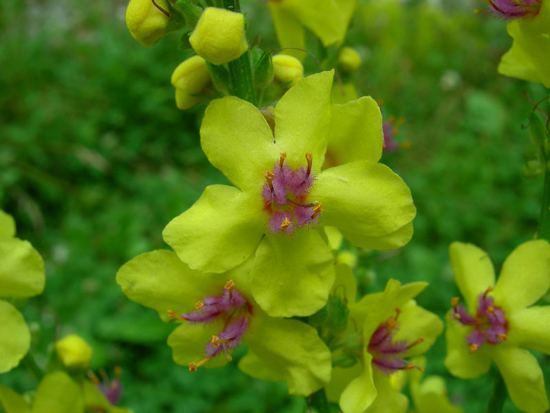 Verbascum chaixii / Verbasco di Chaix