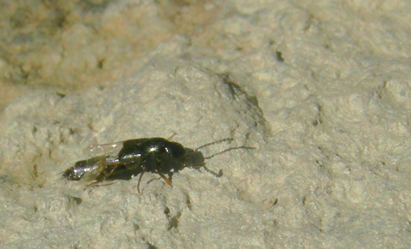 caduto in acqua.....salvato