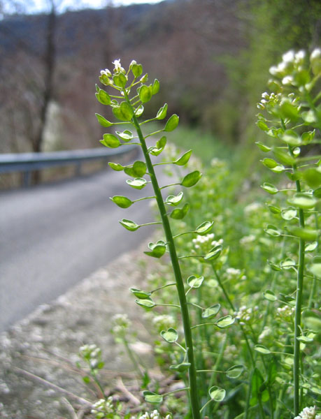 Microthlaspi perfoliatum (=Thlaspi perfoliatum ) / Erba storna perfogliata