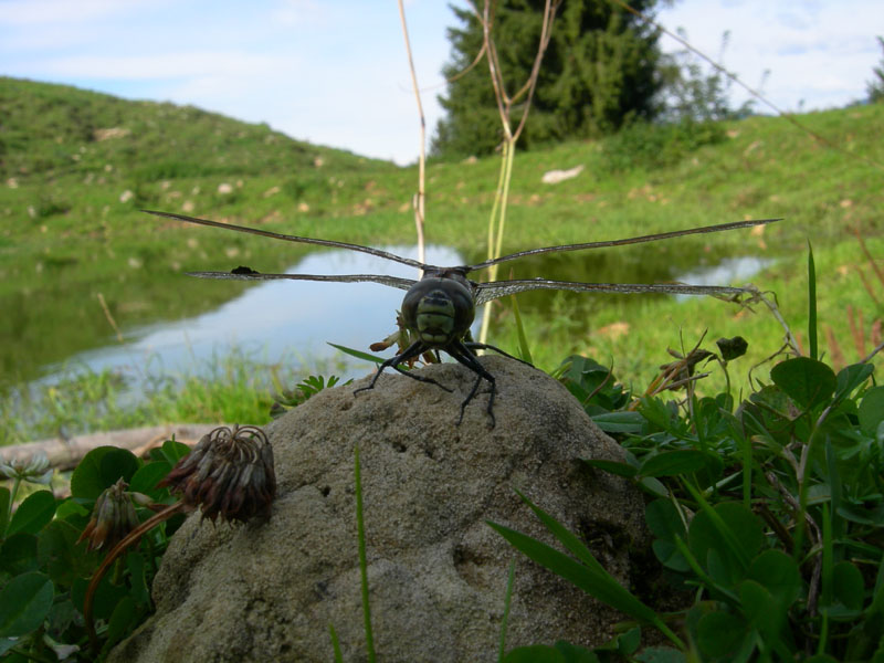 salvataggio libellula: Aeshna juncea.....Trentino/Veneto
