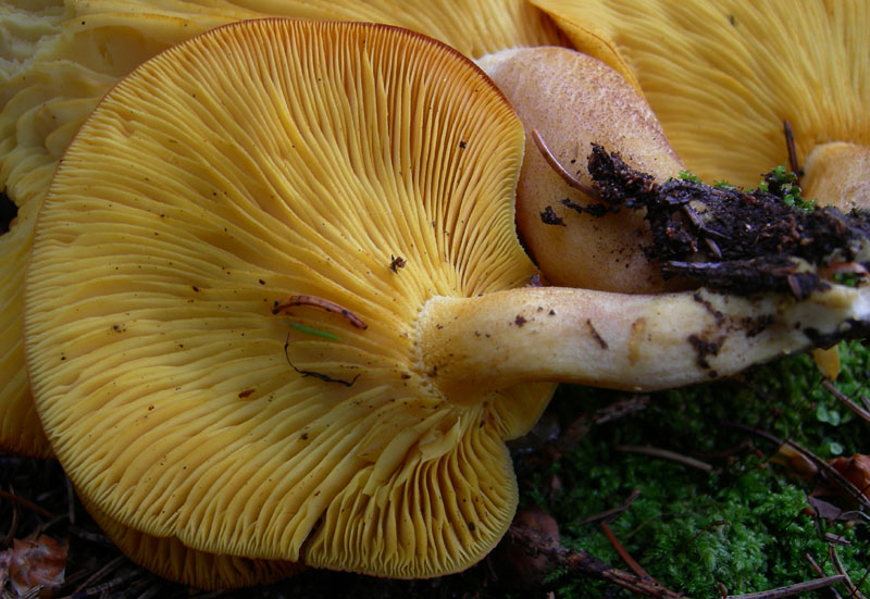 Tricholomopsis - Monte Bondone (TN).