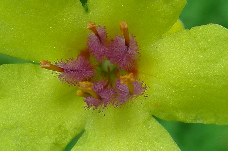 Verbascum chaixii / Verbasco di Chaix