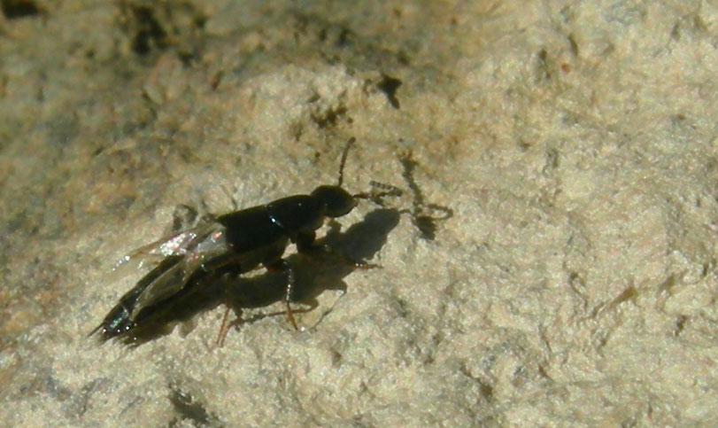 caduto in acqua.....salvato