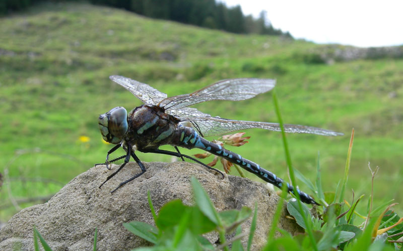 salvataggio libellula: Aeshna juncea.....Trentino/Veneto