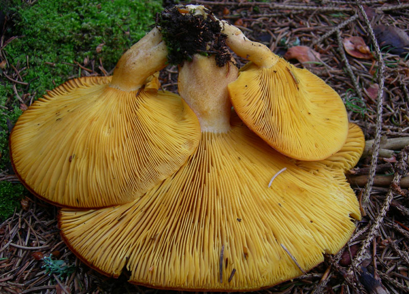 Tricholomopsis - Monte Bondone (TN).