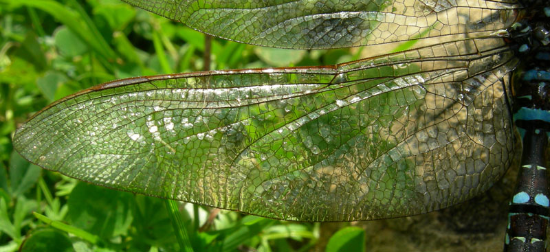 salvataggio libellula: Aeshna juncea.....Trentino/Veneto