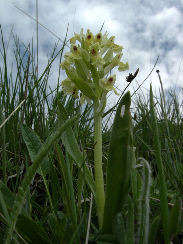 Dactylorhiza sambucina.......Rovereto (TN)