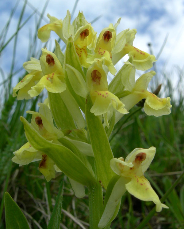 Dactylorhiza sambucina.......Rovereto (TN)