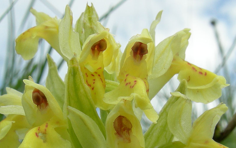 Dactylorhiza sambucina.......Rovereto (TN)