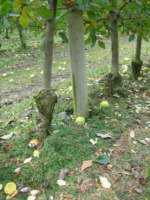 Marchantia polymorpha