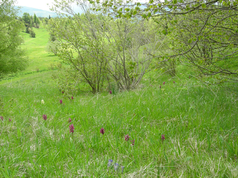 Dactylorhiza sambucina.......Rovereto (TN)