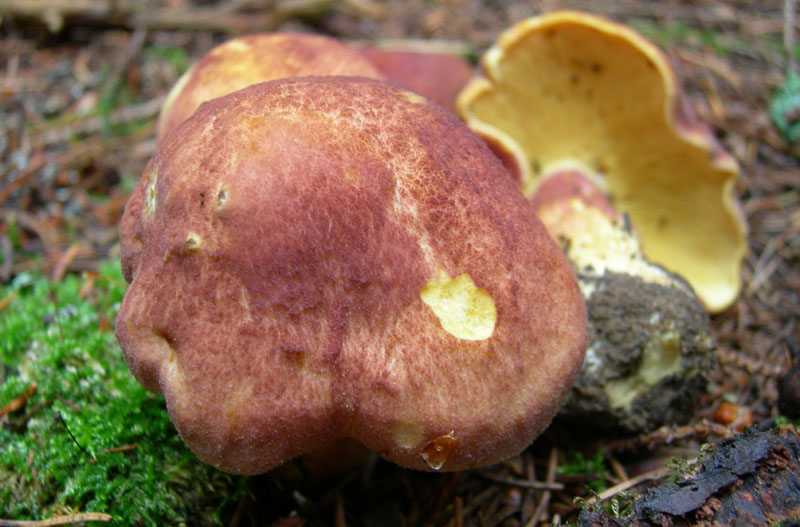 Tricholomataceae - Monte Bondone (TN).