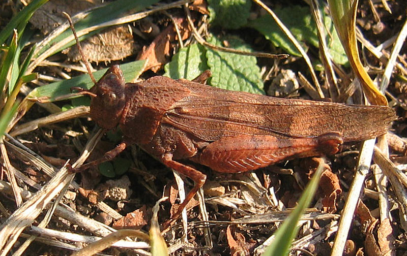 Oedipoda caerulescens - Acrididae........dal Trentino
