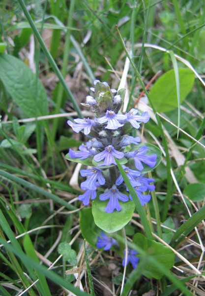 Ajuga reptans