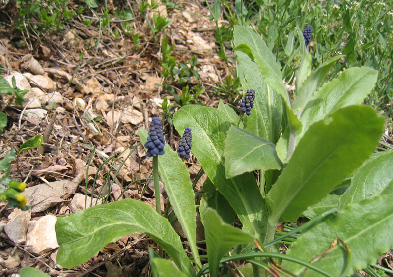 Ravina....Muscari neglectum