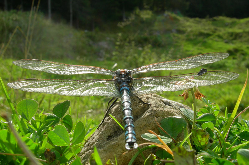 salvataggio libellula: Aeshna juncea.....Trentino/Veneto