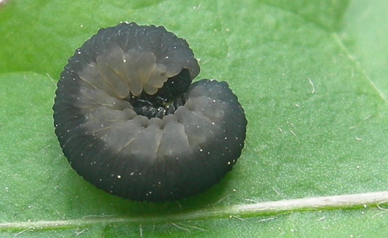 larva.......di Symphyta