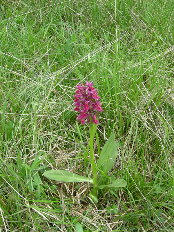 Dactylorhiza sambucina.......Rovereto (TN)