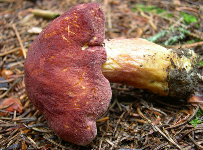 Tricholomataceae - Monte Bondone (TN).