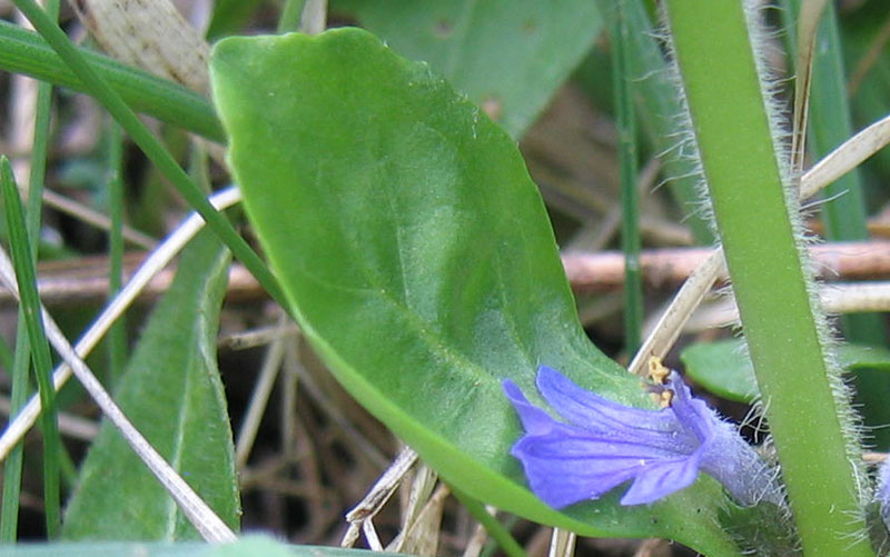 Ajuga reptans