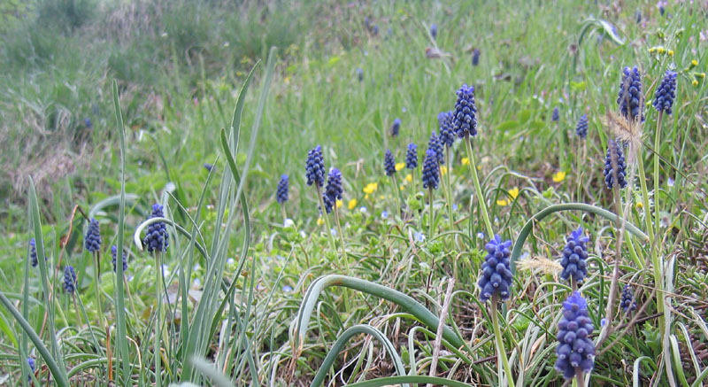 Ravina....Muscari neglectum